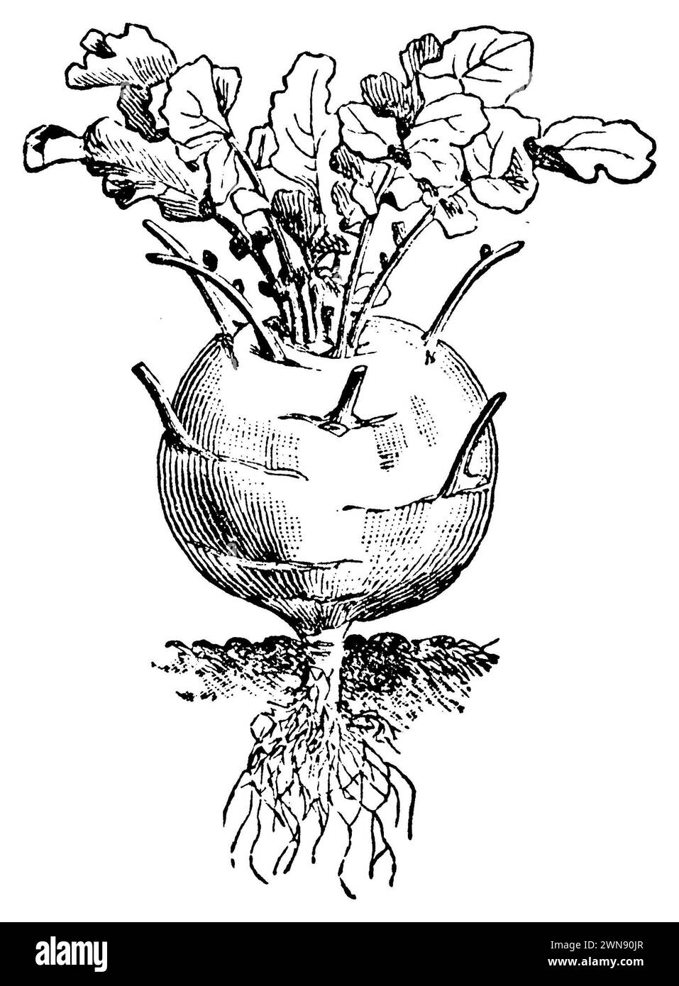 Chou-rave, Brassica oleracea var. Gongylodes, (encyclopédie, 1900), Kohlrabi, chou-rave Banque D'Images