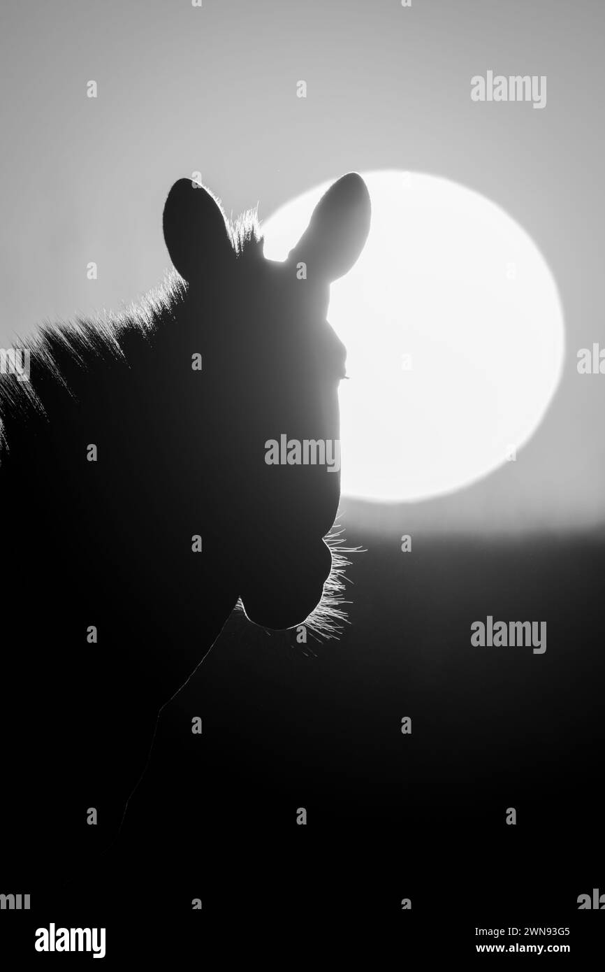 Un zèbre des plaines se tient en silhouette alors que le soleil se lève au-dessus de l'horizon à l'aube. Il est rétroéclairé, donc tout ce que vous pouvez voir est le contour de sa tête et de sa crinière. Banque D'Images Un zèbre des plaines se tient en silhouette alors que le soleil se lève au-dessus de l'horizon à l'aube. Il est rétroéclairé, donc tout ce que vous pouvez voir est le contour de sa tête et de sa crinière. Banque D'Images