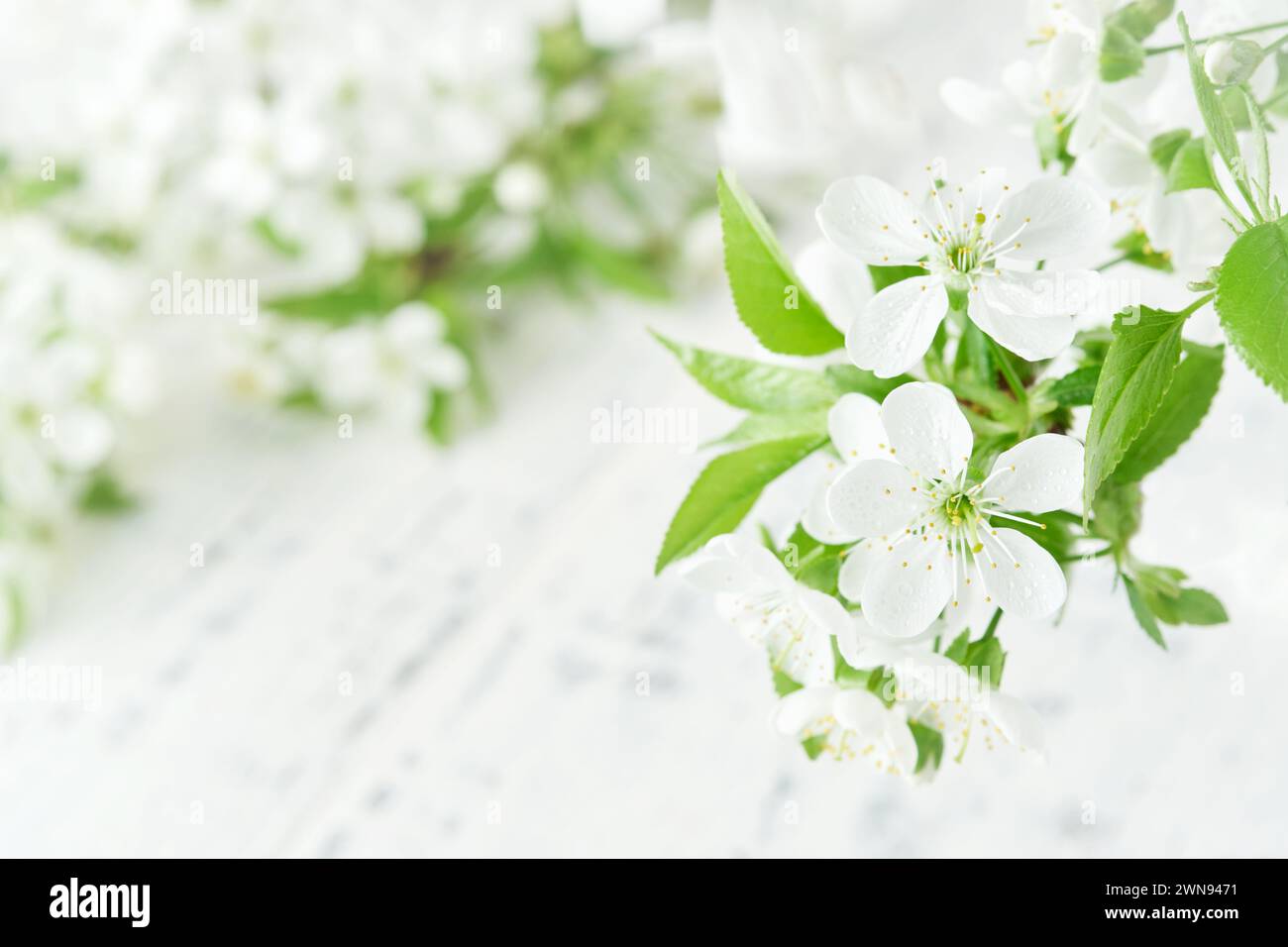 Fond de Pâques de printemps. Pâque fleurissant pomme blanche ou fleur de cerisier sur fond de bois blanc. Happy Passover fond. Journée mondiale de l'environnement Banque D'Images