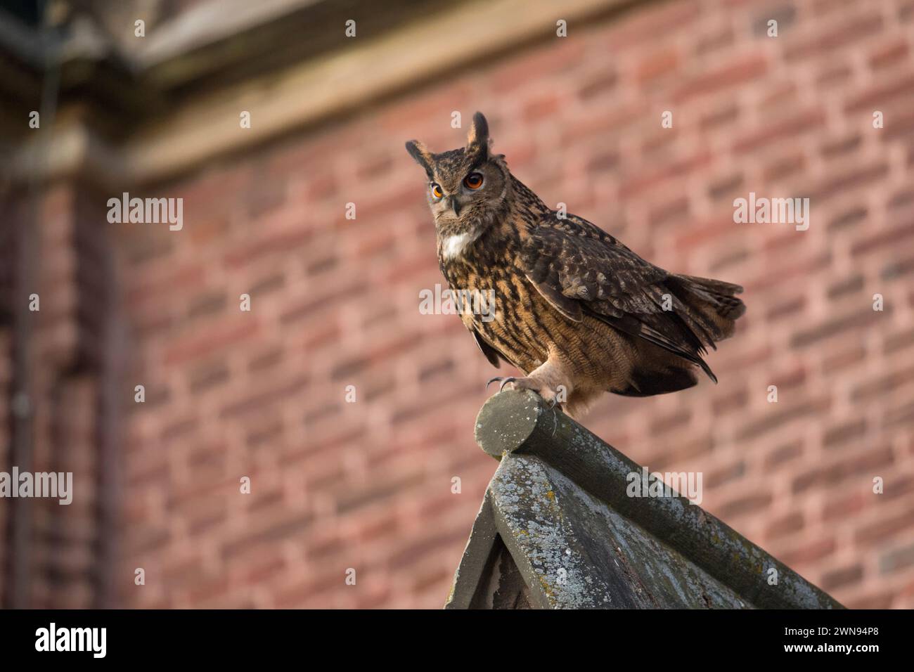 Eagle Owl ( Bubo bubo ) mâle adulte, assis, perché sur le toit d'une église, dans un environnement urbain, courtisant, vue de côté, faune, Europe. Banque D'Images