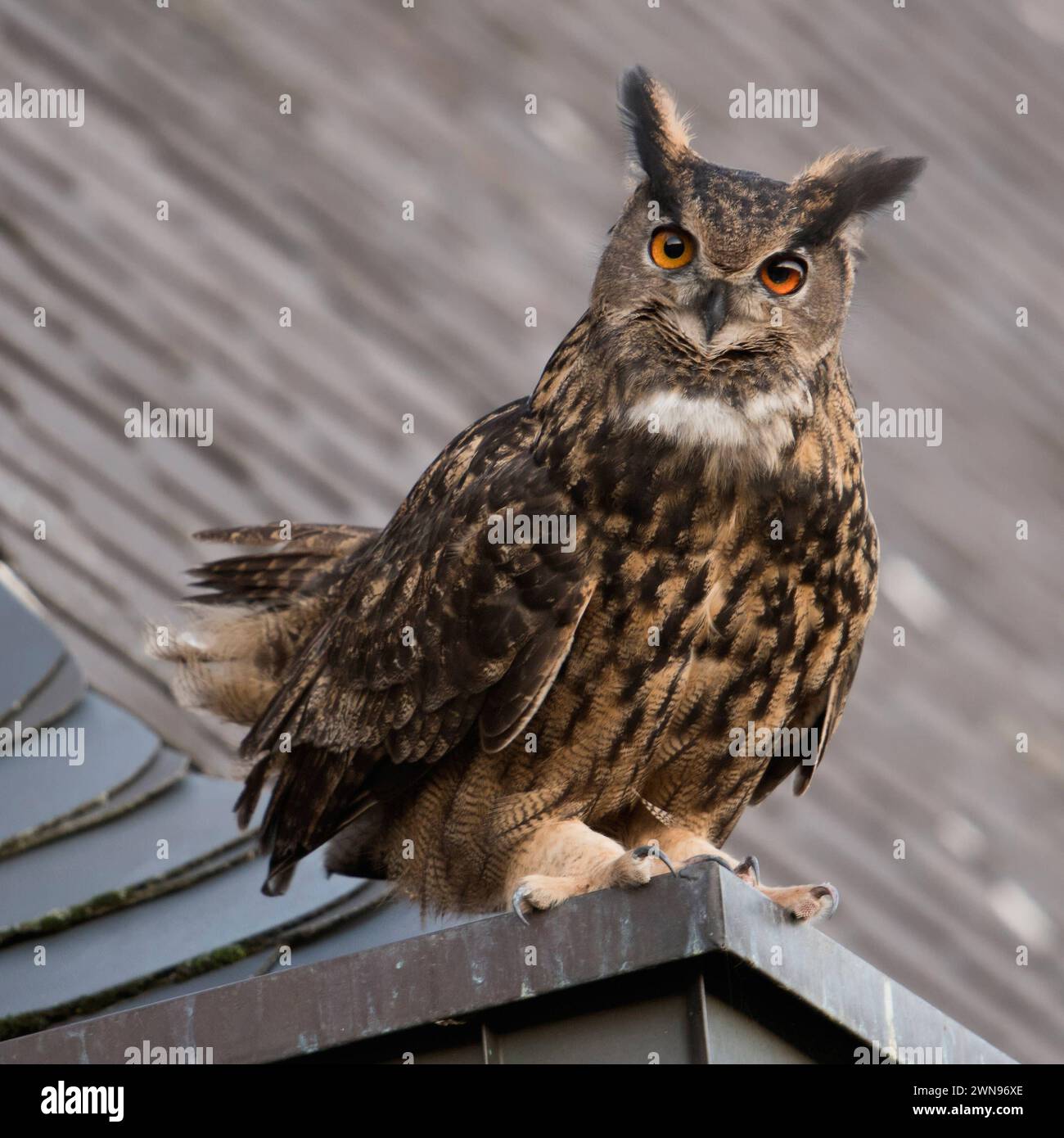 Auf dem Dachsims... Europäischer Uhu * Bubo bubo *, balzendes Uhumännchen auf dem Dach einer Kirche, schaut mit großen orangen Augen aufmerksam direkt in die Kamera, frontale Ansicht, heimische Vogelwelt, Tierwelt, Natur, faune Europa*** Eurasian Eagle Owl / Europaeischer Uhu Bubo Bubo adulte mâle, assis, perché, courtisant sur un toit, vieille église, curieux, a l'air drôle, la faune, Europe. Nordrhein-Westfalen Deutschland, Westeuropa Banque D'Images