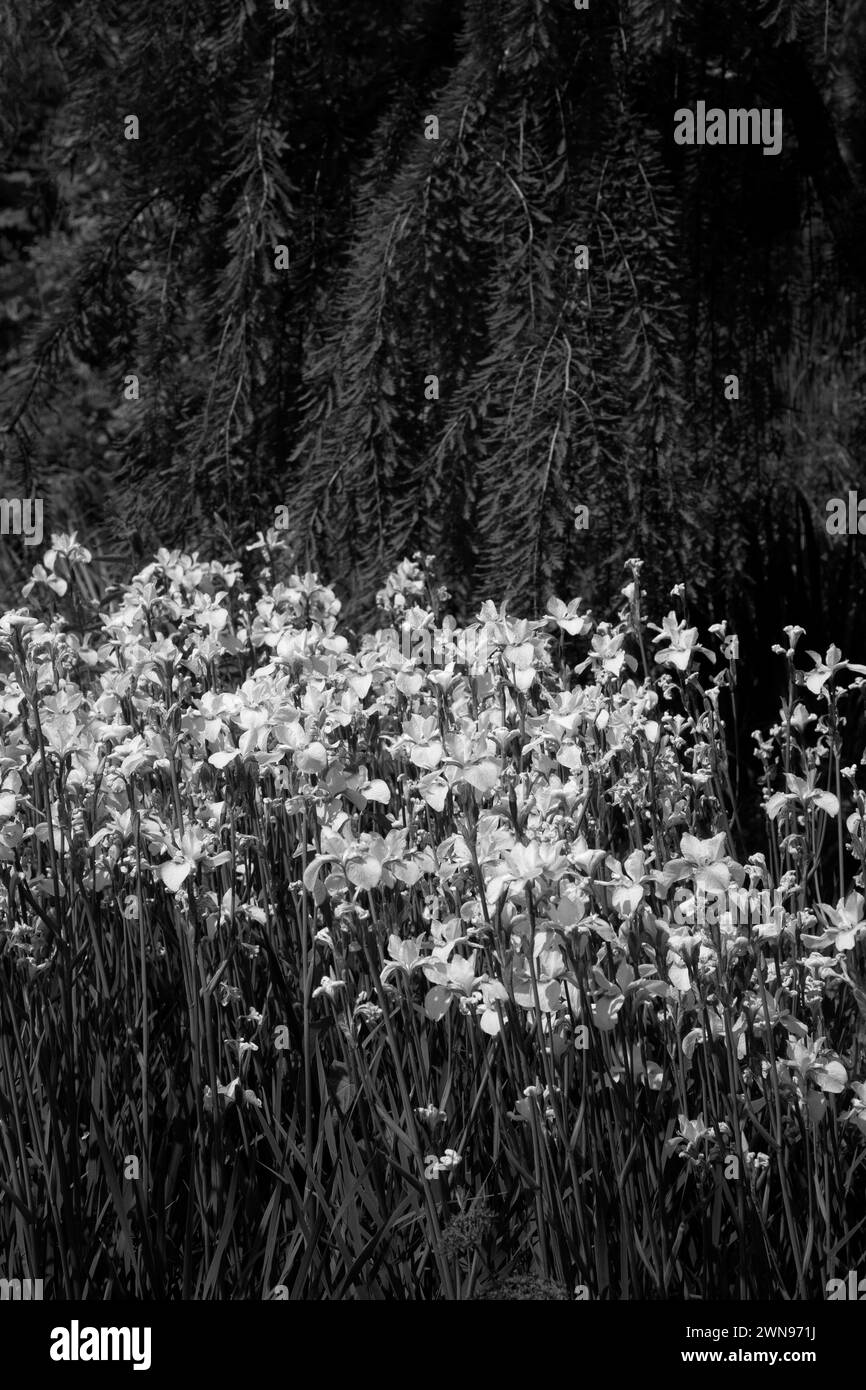 iris sibériens wisley surrey angleterre Banque D'Images