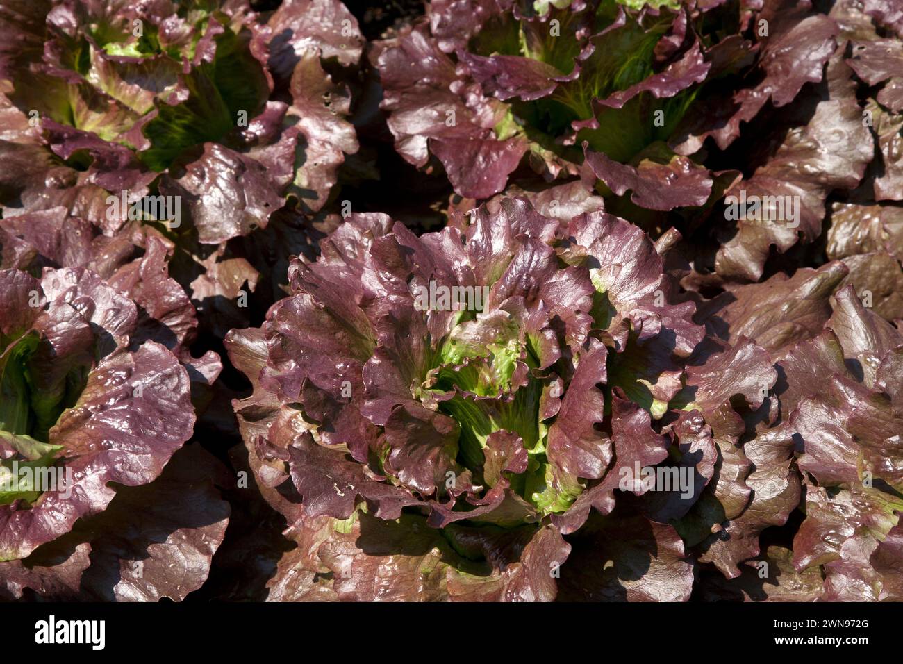 rangées de laitues wisley surrey angleterre Banque D'Images