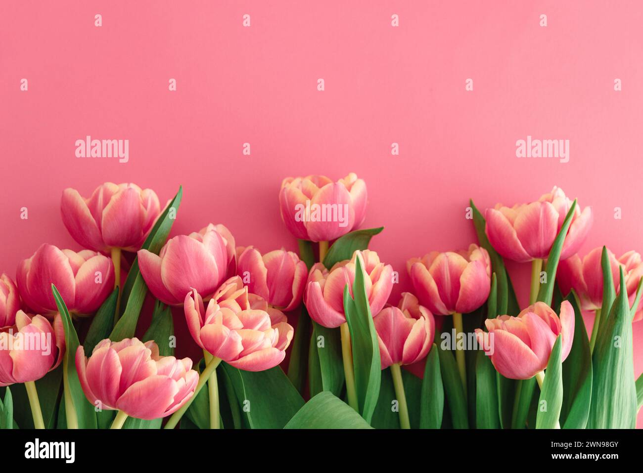 Bouquet de tulipes roses sur fond rose. Concept de célébration d'anniversaire. Espace de copie. Vue de dessus Banque D'Images