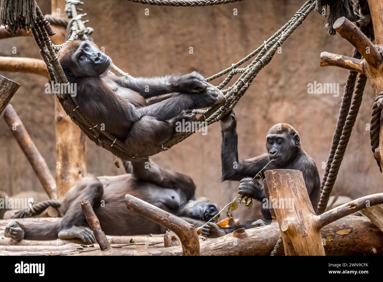 Un groupe de gorilles se détendent sur une structure en bois avec des cordes, gorilles, gorilles Banque D'Images