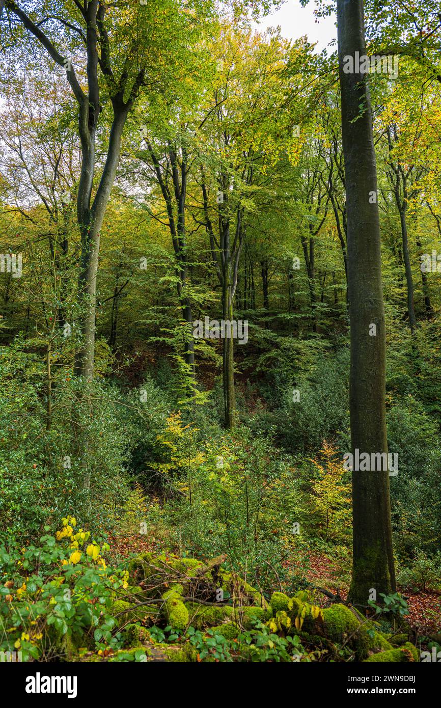 Une forêt idyllique aux couleurs automnales qui rayonne de tranquillité et de naturel, Deilbachtal, Velbert, Mettmann, Rhénanie du Nord-Westphalie Banque D'Images