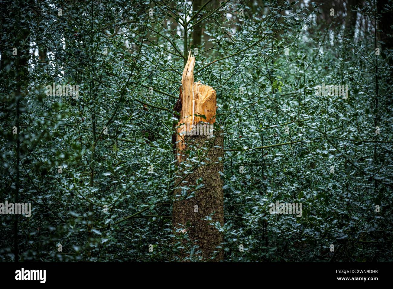 Un tronc d'arbre brisé se distingue dans une forêt dense et verdoyante, Bergisches Land, Rhénanie du Nord-Westphalie Banque D'Images