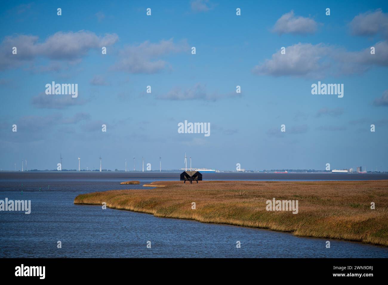 Faune au milieu de vastes champs de roseaux, ciel bleu et éoliennes à l'horizon, Nieuwe Statenzijl, Groningen, pays-Bas Banque D'Images