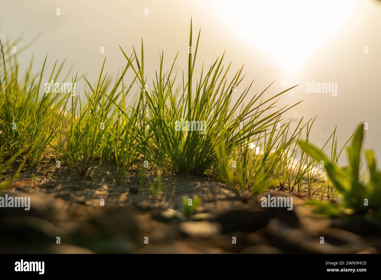 Petites fleurs et plantes de l'Oasis de Dubaï Banque D'Images