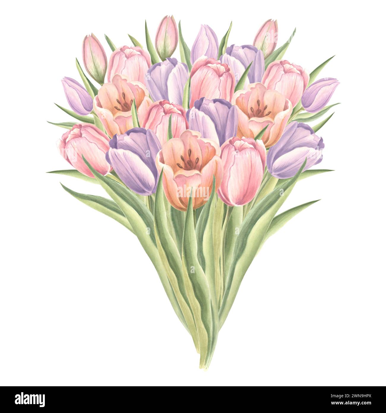 Bouquet de fleurs de tulipes avec des feuilles. Isolé illustration d'aquarelle dessinée à la main jardin fleur de printemps. Modèle de dessin floral pour carte de mères d Banque D'Images