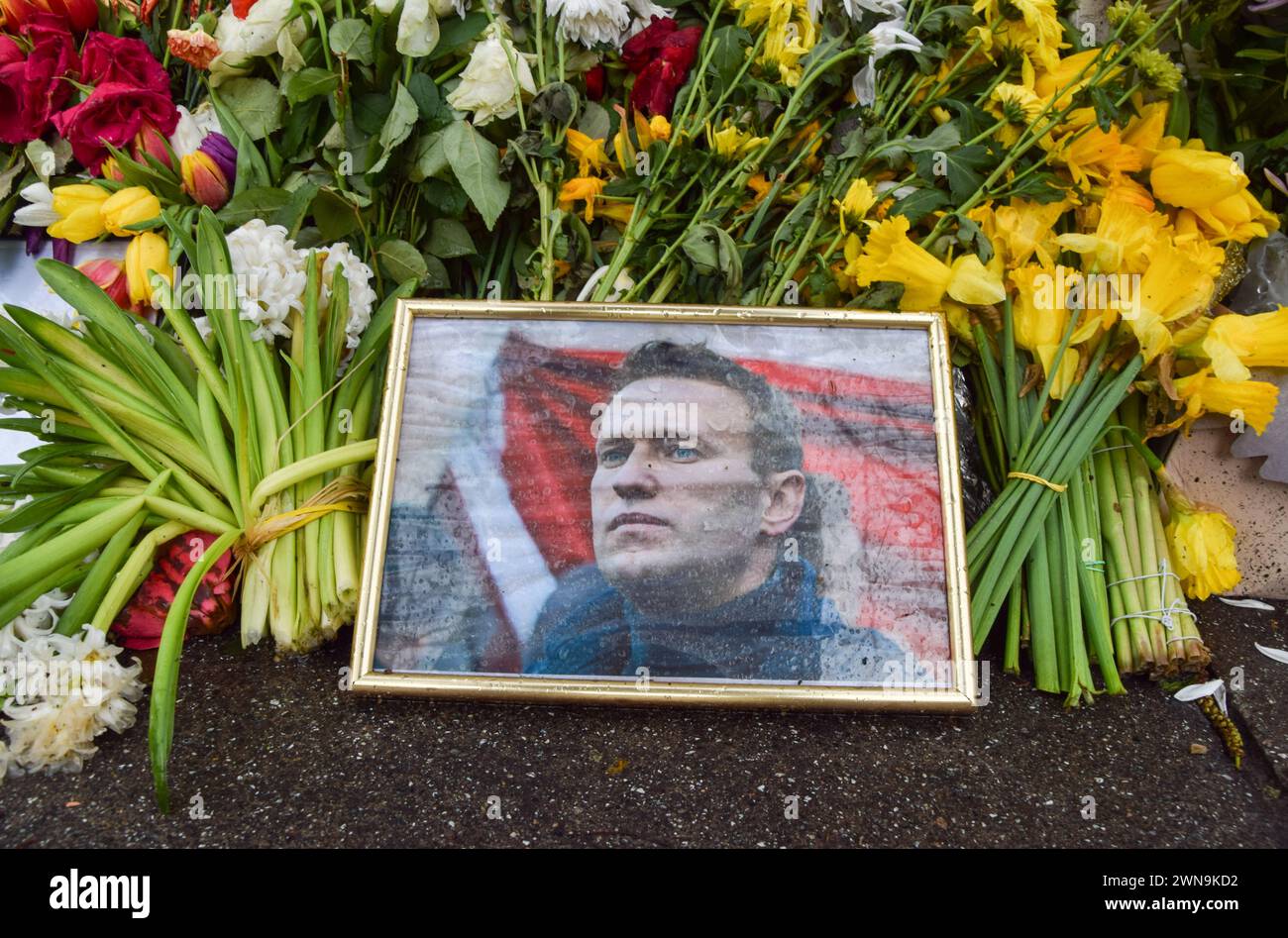 Londres, Royaume-Uni. 01 mars 2024. Les partisans d'Alexei Navalny continuent de laisser des fleurs et des hommages au mémorial de fortune en face de l'ambassade de Russie à Londres alors que les funérailles du leader de l'opposition ont lieu à Moscou. (Photo de Vuk Valcic/SOPA images/SIPA USA) crédit : SIPA USA/Alamy Live News Banque D'Images