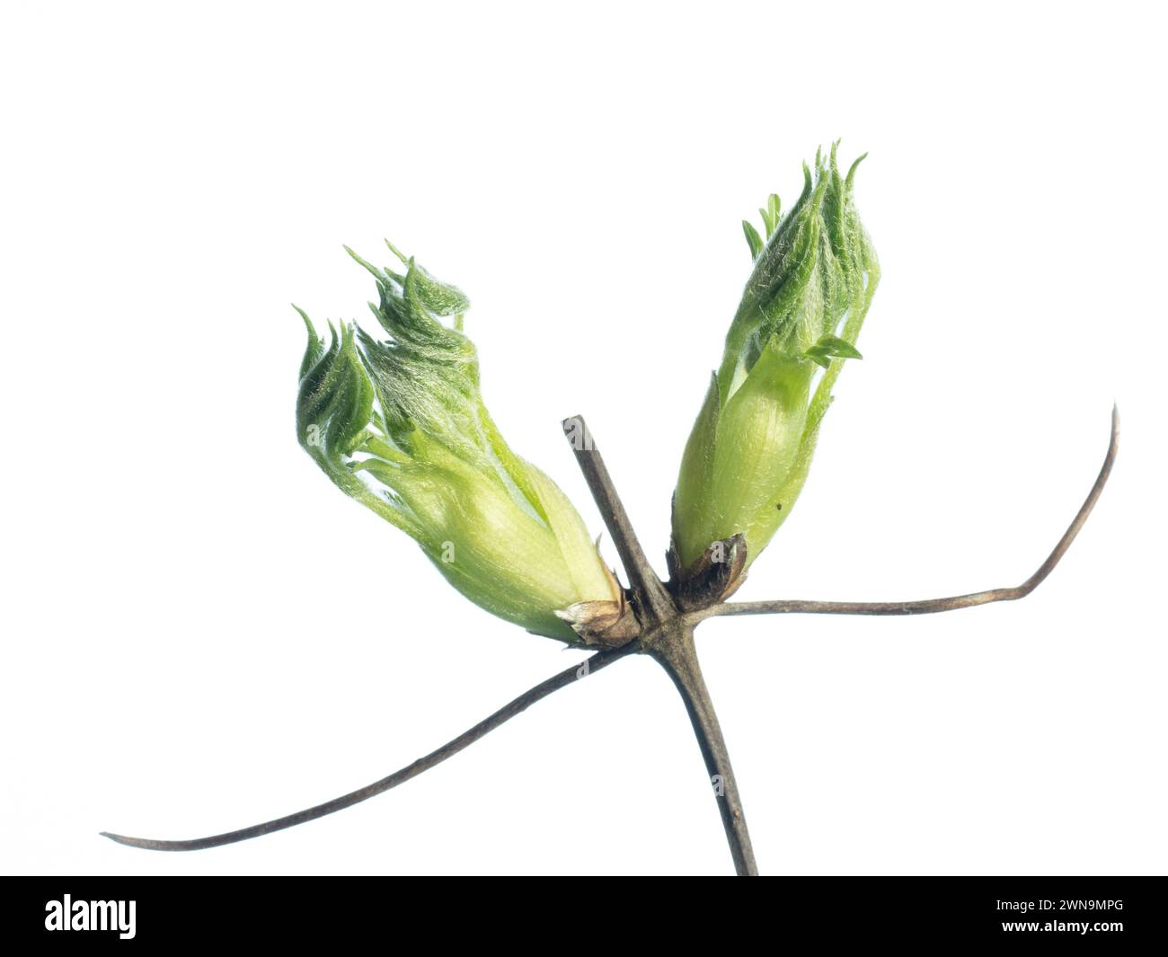 Un gros plan d'une paire de bourgeons Clematis alpina verts frais sur un fond blanc Banque D'Images