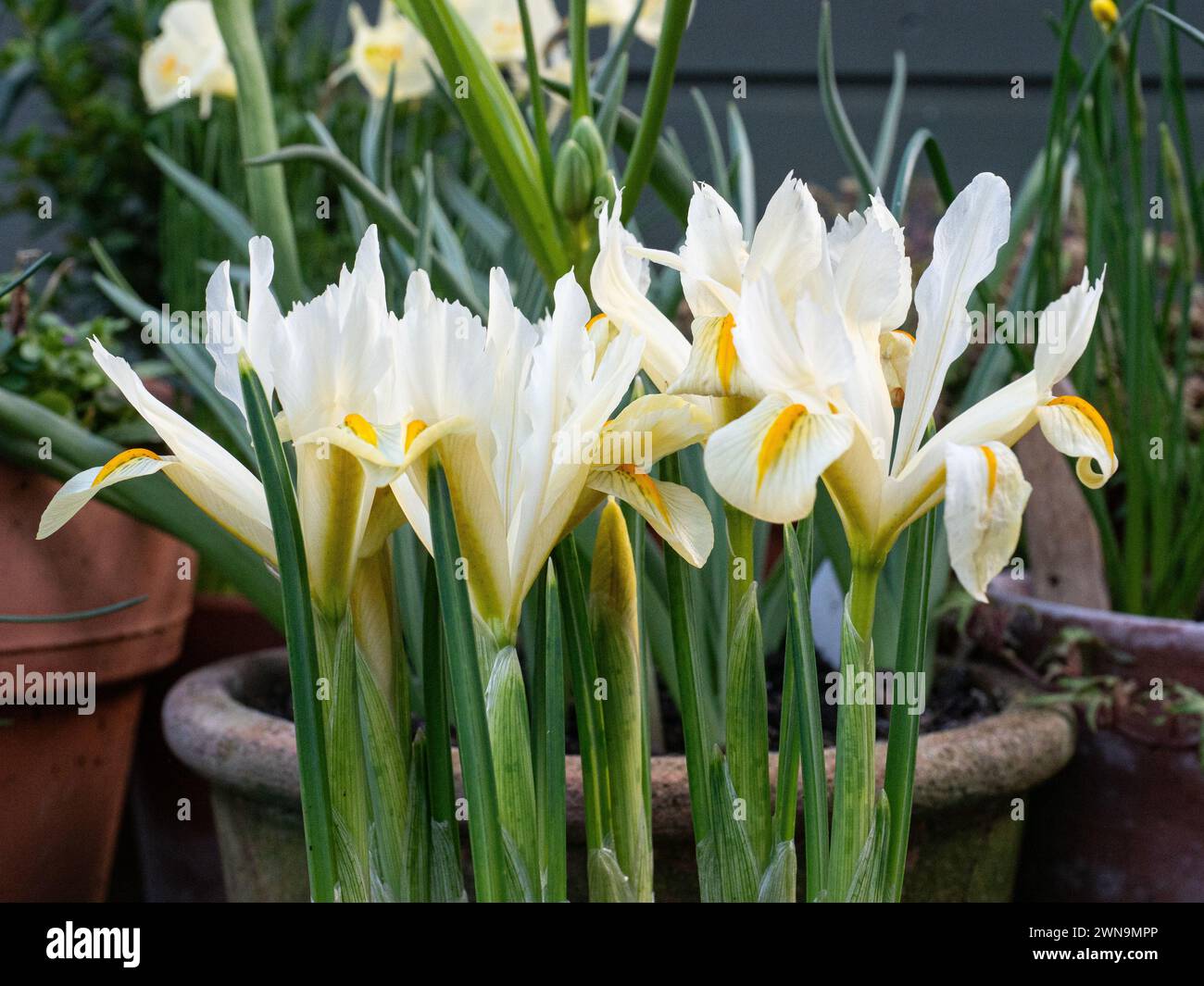 Une clôture des fleurs jaune pâle de Iris reticulata Louise Banque D'Images