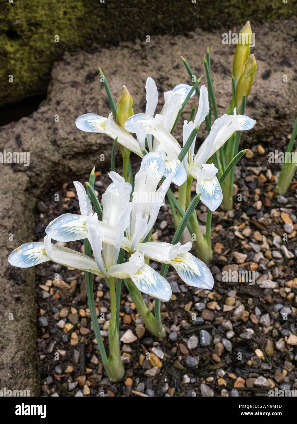 Les délicates fleurs blanches de Iris reticulata 'Frozen Plant' Banque D'Images
