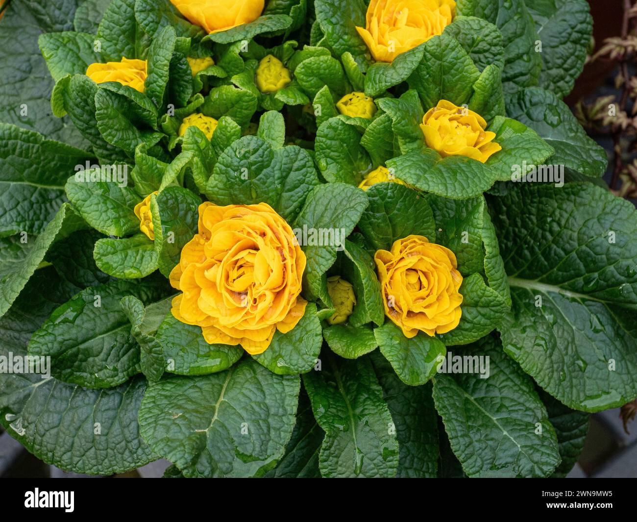 Les fleurs oranges douces de la double primeur Belarina Mandarin Banque D'Images Les fleurs oranges douces de la double primeur Belarina Mandarin Banque D'Images