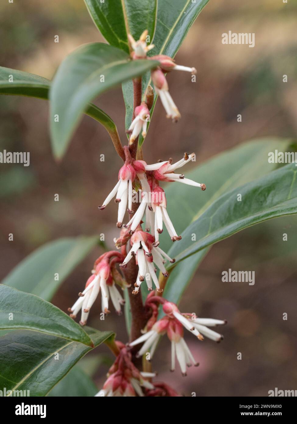 Un gros plan d'une seule tige fleurie de la Sarcocca hookeriana 'Winter Gem très parfumé Banque D'Images