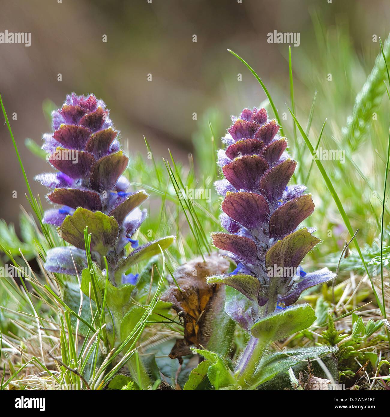 Un gros plan du bugle pyramidal (Ajuga pyramidalis) dans l'herbe verte Banque D'Images