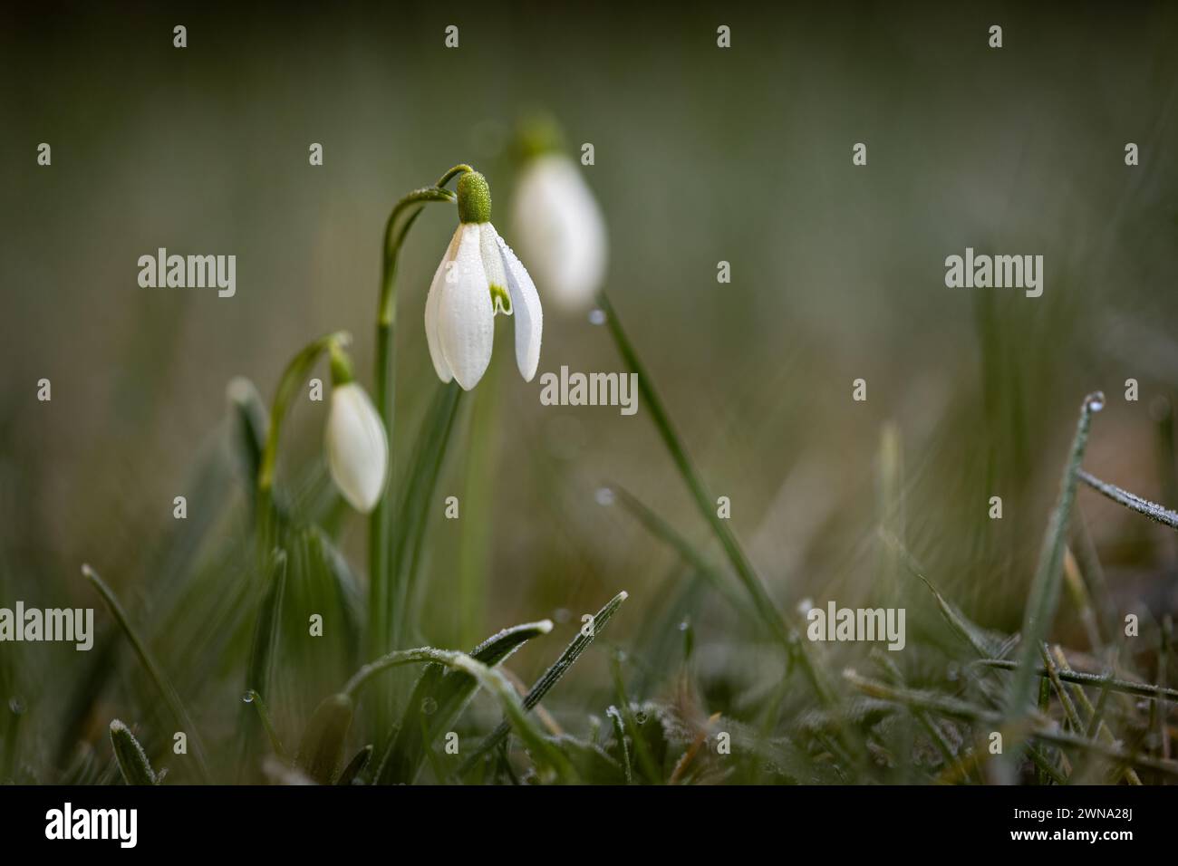La neige tombe au printemps Banque D'Images