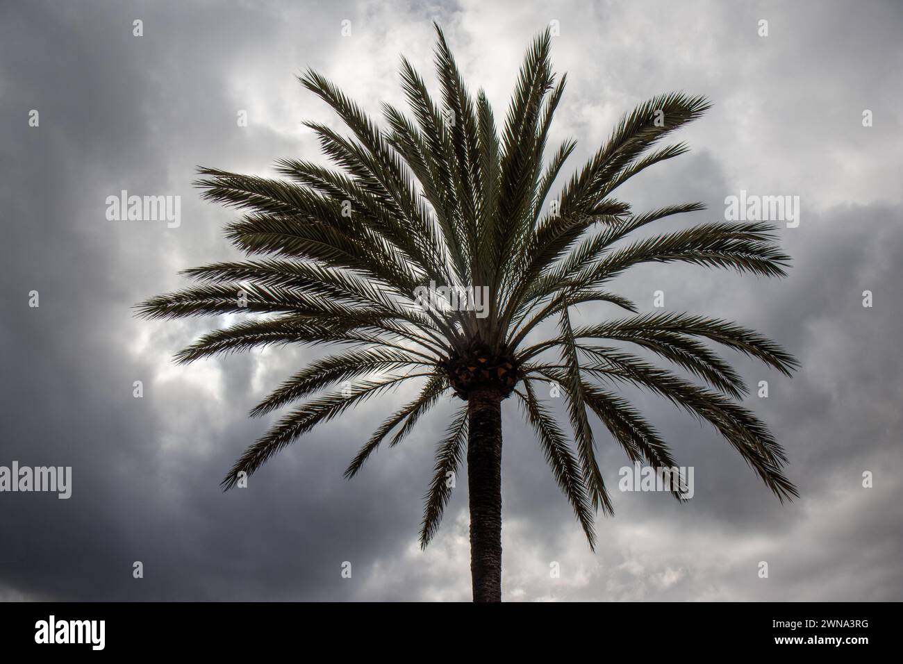 Palmera con un cielo tormentoso al fondo. Marbella, España Banque D'Images