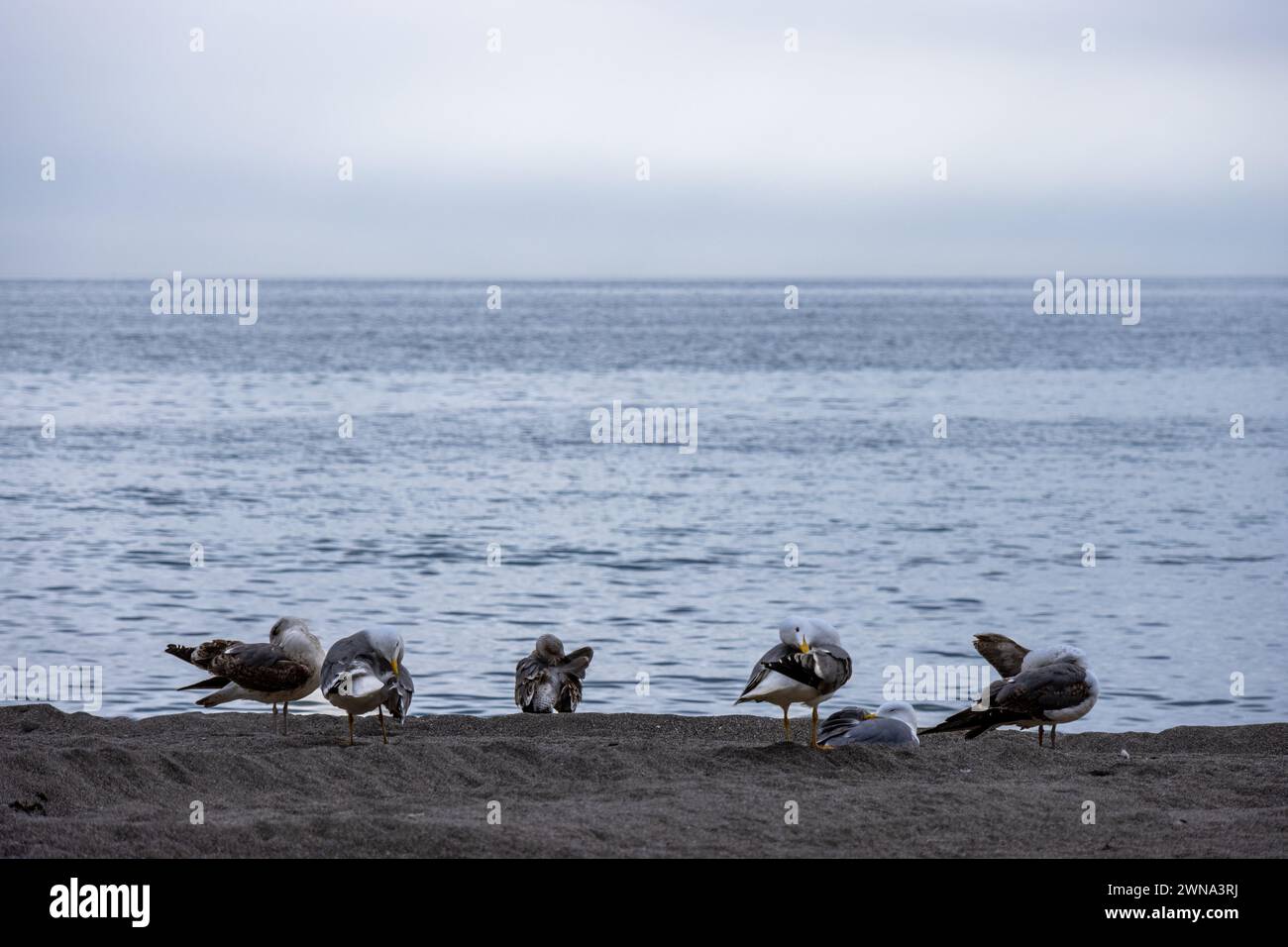 Gaviotas en la Arena de la playa Junto al mar, Marbella, España Banque D'Images