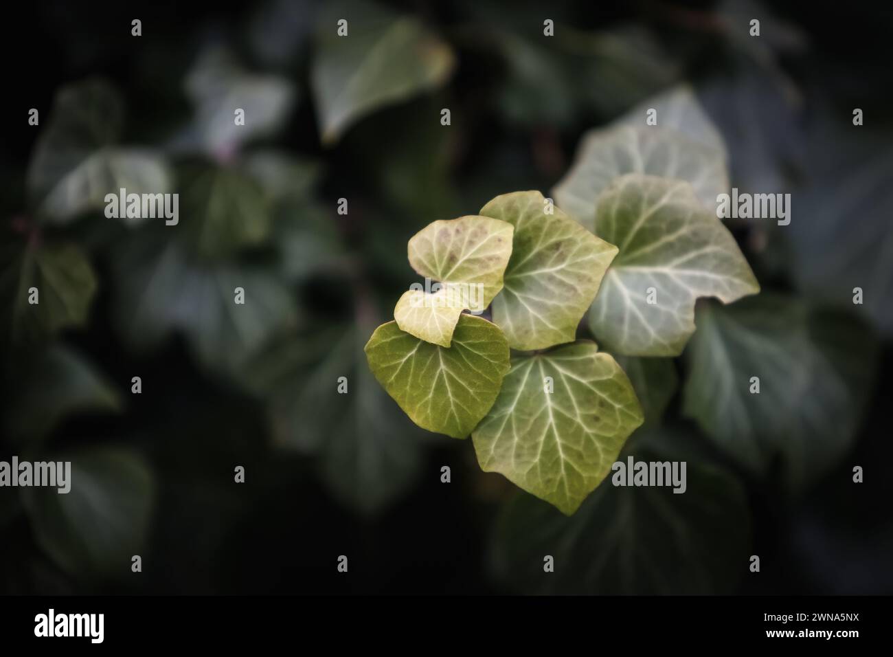 Un gros plan d'une plante de lierre verte Banque D'Images