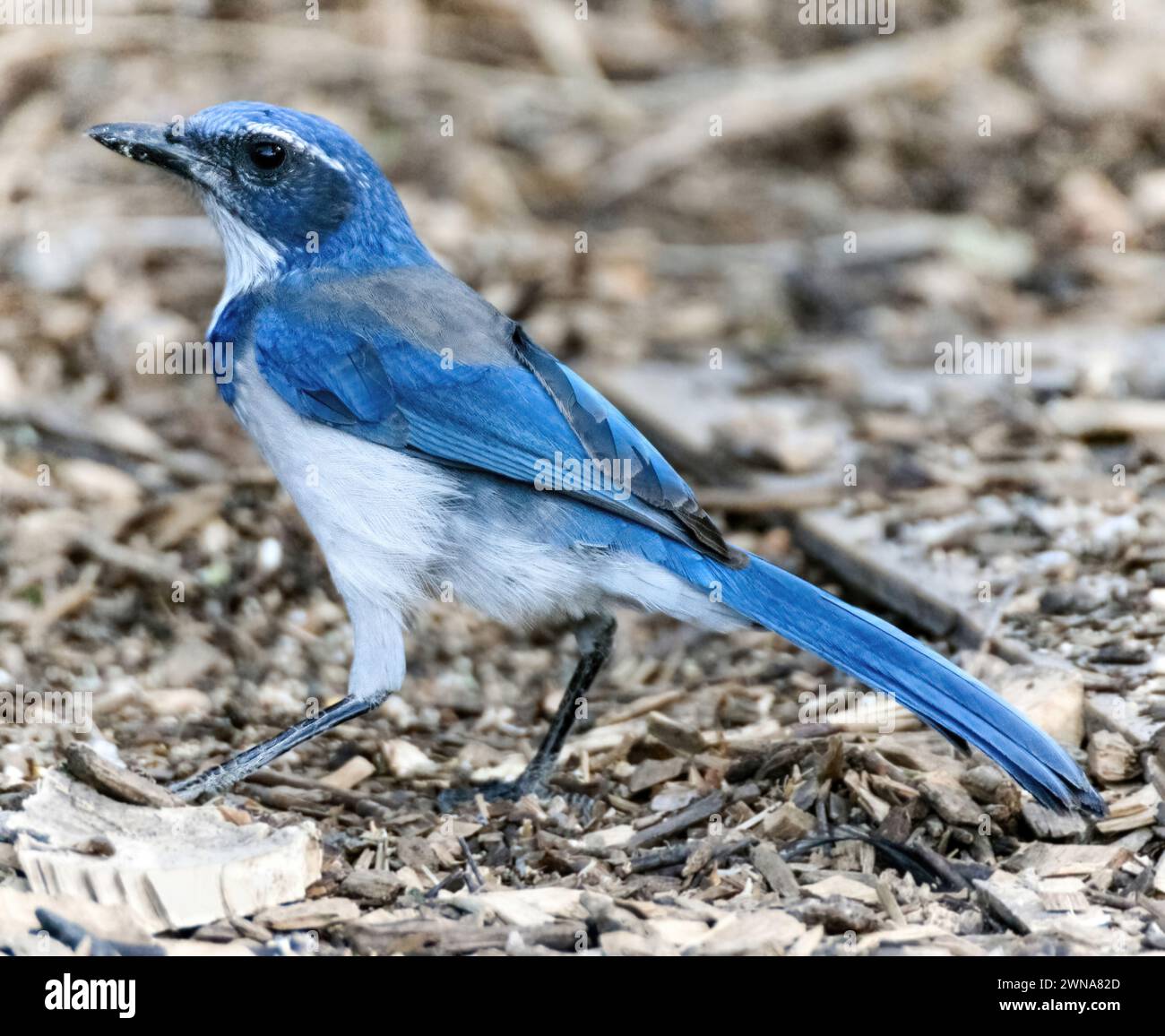 California Scrub-Jay fouille sur le sol. MT. Parc national de Diablo, comté de Contra Costa, Californie. Banque D'Images