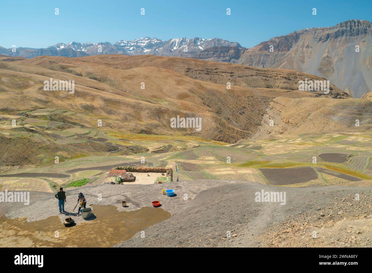Les agriculteurs appliquent de l'engrais sur un champ en préparation d'une récolte céréalière dans la vallée du Spiti et l'Himalaya en été à Komic, en Inde. Banque D'Images