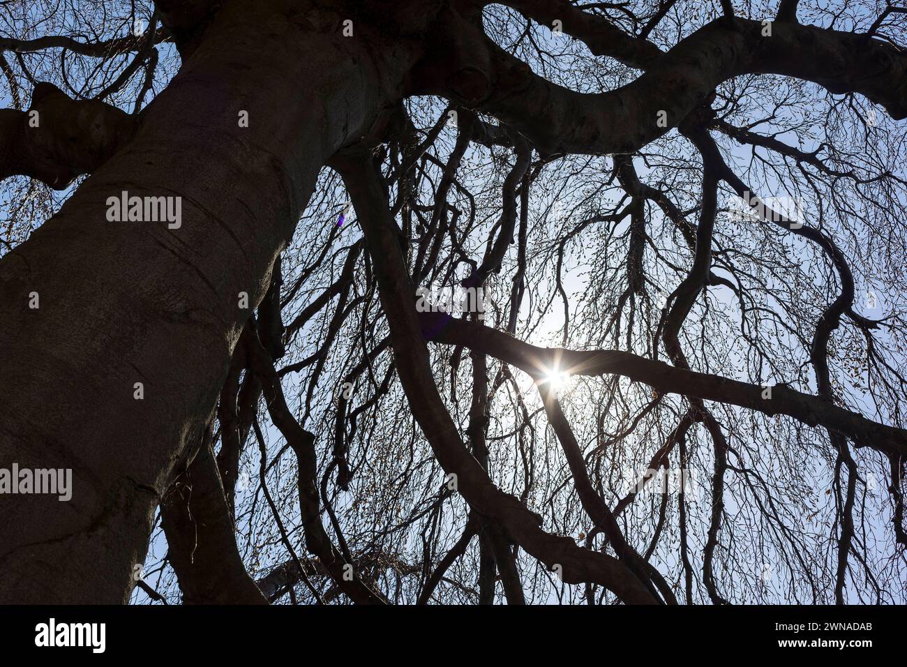 Sonne fällt zaghaft durch die dichten Äste und Zweige der noch unbelaubten Buche Fagus auf dem Friedhof in Limbach, Wilsdruff, Sachsen, Deutschland ** Banque D'Images