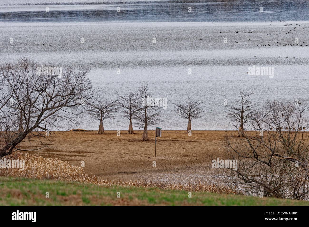 Une vue sur les cyprès nus sur une plage au refuge faunique Hiwassee avec les niveaux d'eau bas et les canards sur le lac en arrière-plan en W. Banque D'Images Une vue sur les cyprès nus sur une plage au refuge faunique Hiwassee avec les niveaux d'eau bas et les canards sur le lac en arrière-plan en W. Banque D'Images