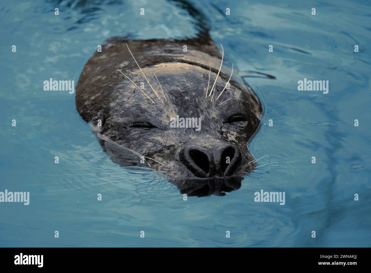 Phoque nageur avec sa tête au-dessus de l'eau Banque D'Images
