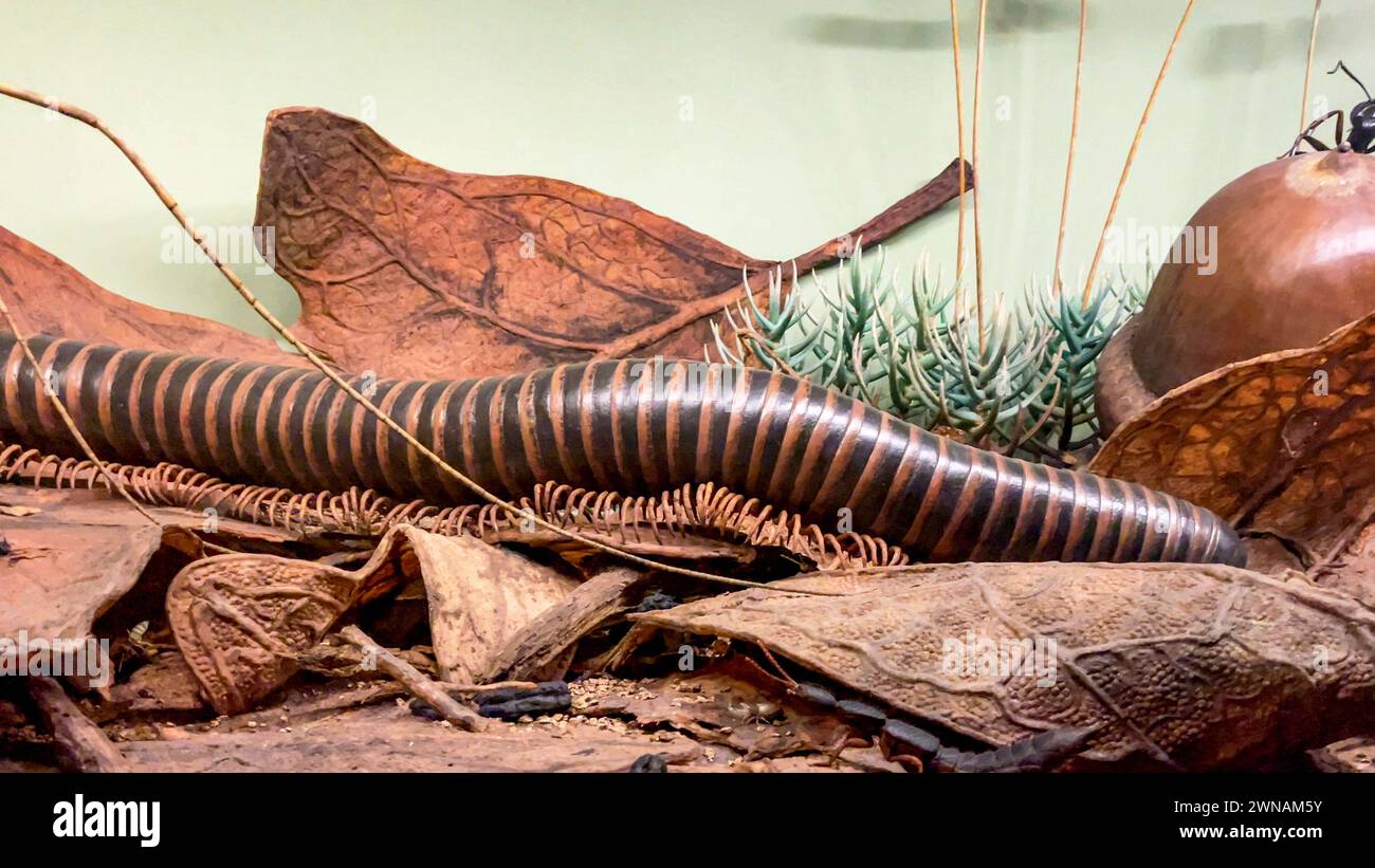 Centipèdes et vers qui habitent la terre et le sous-sol, au Musée américain d'histoire naturelle de New York (USA). Banque D'Images