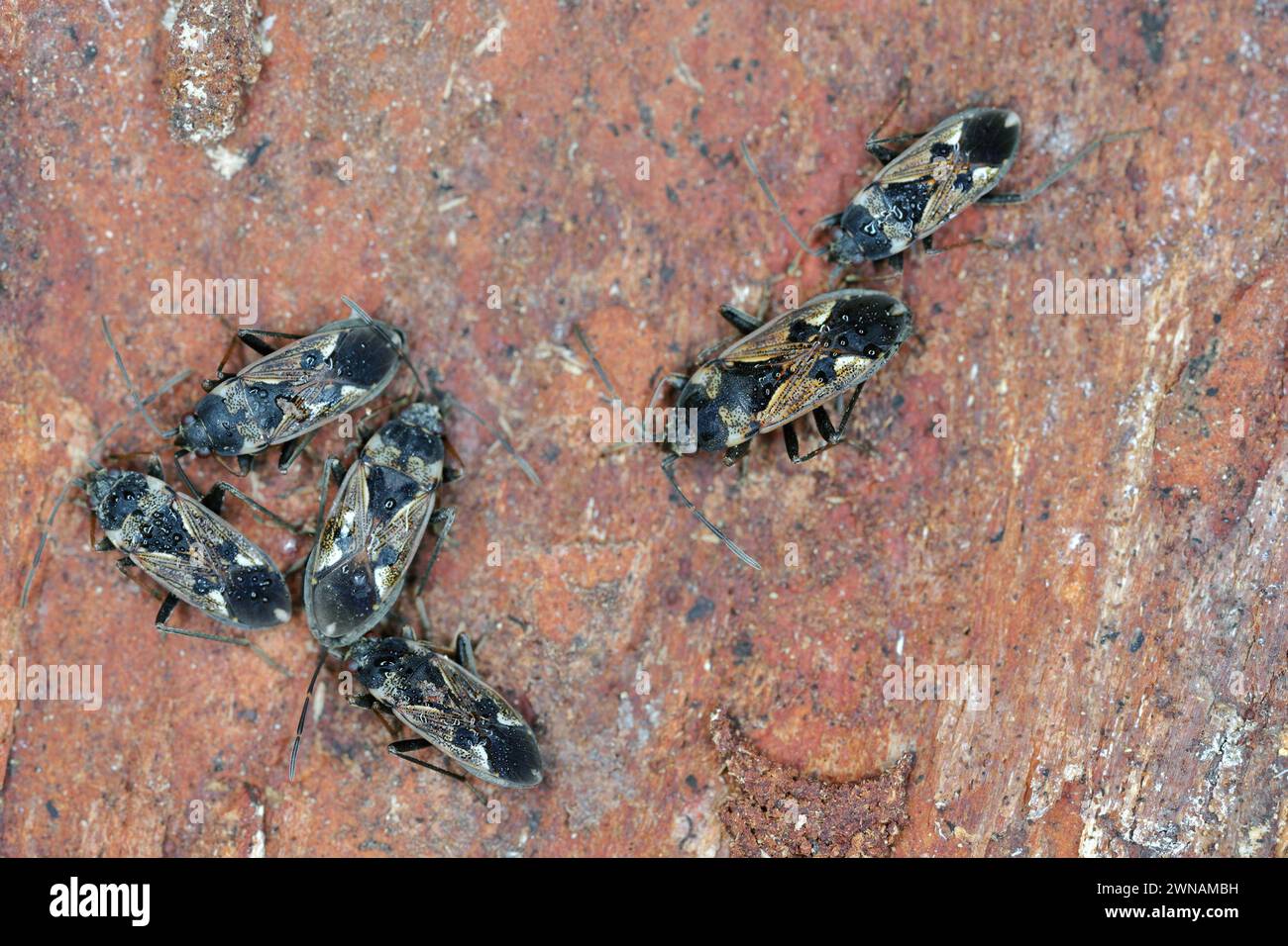 Punaise à graines (Rhyparochromus vulgaris). Hivernage d'insectes sous l'écorce. Banque D'Images