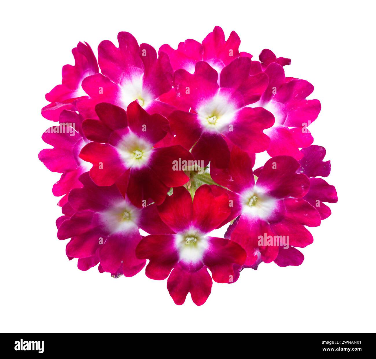 Fleurs sauvages vue de dessus découpée sur blanc. Banque D'Images