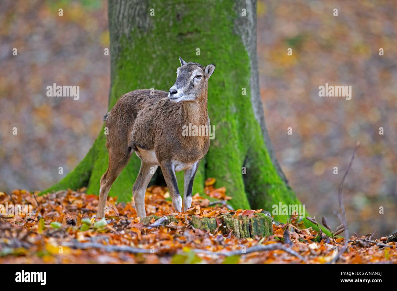 Mouflon européen (Ovis aries musimon / Ovis gmelini musimon / Ovis ammon) brebis / femelle en forêt en automne / automne Banque D'Images