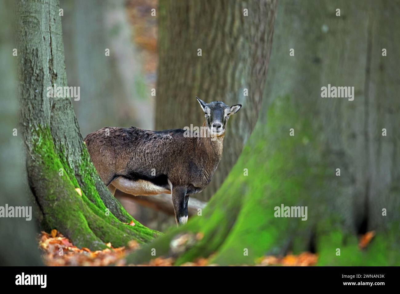 Mouflon européen (Ovis aries musimon / Ovis gmelini musimon / Ovis ammon) brebis / femelle en forêt en automne / automne Banque D'Images