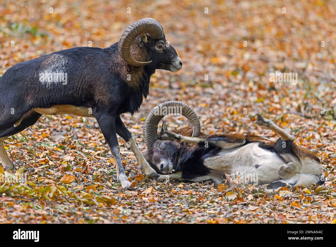 Vaincu le mouflon européen (Ovis aries musimon) couché après le combat par deux béliers frappant les têtes et affrontant leurs cornes courbées pendant l'ornière en automne Banque D'Images Vaincu le mouflon européen (Ovis aries musimon) couché après le combat par deux béliers frappant les têtes et affrontant leurs cornes courbées pendant l'ornière en automne Banque D'Images