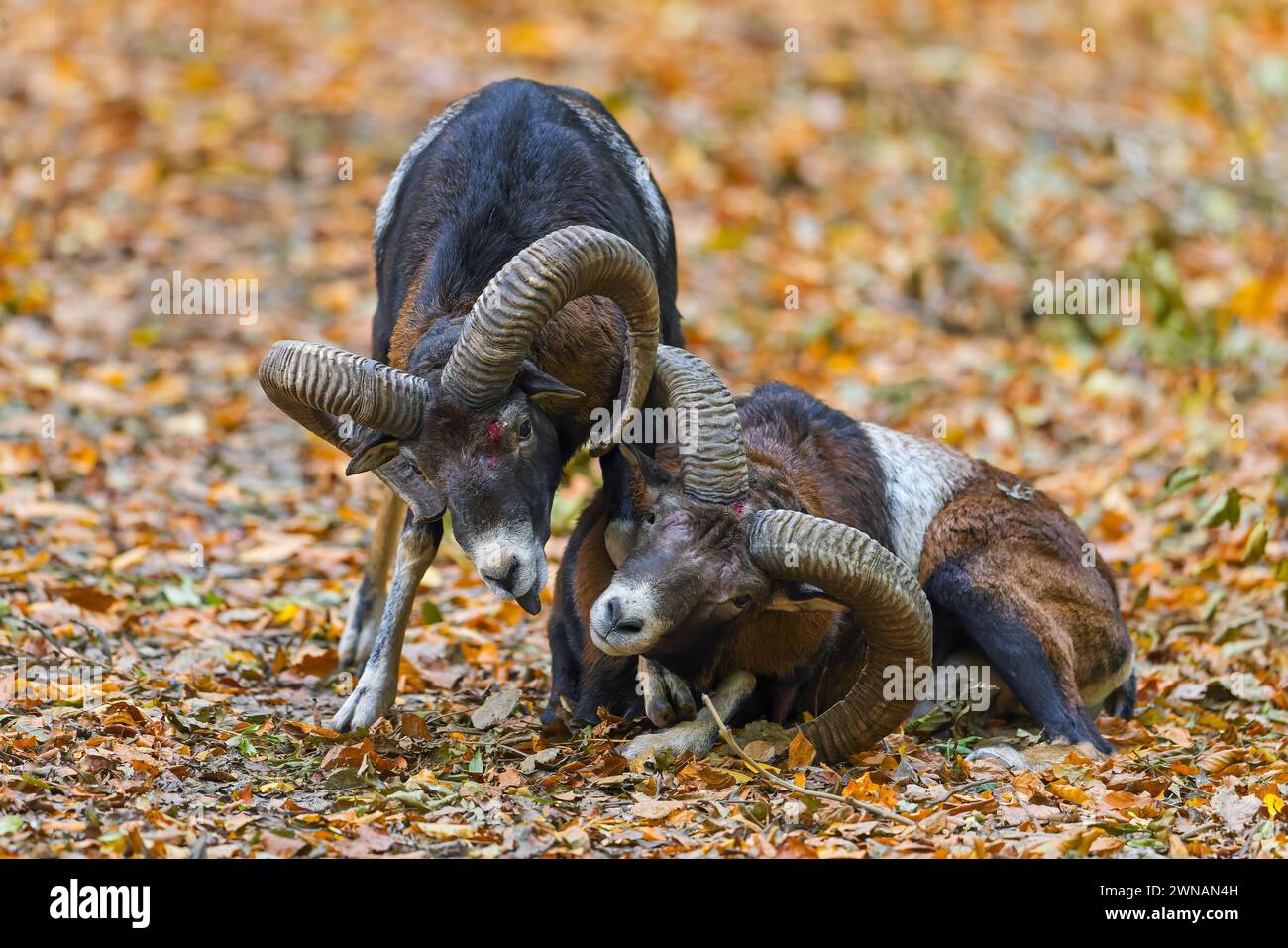 Vaincu le mouflon européen (Ovis aries musimon) couché après le combat par deux béliers frappant les têtes et affrontant leurs cornes courbées pendant l'ornière en automne Banque D'Images Vaincu le mouflon européen (Ovis aries musimon) couché après le combat par deux béliers frappant les têtes et affrontant leurs cornes courbées pendant l'ornière en automne Banque D'Images