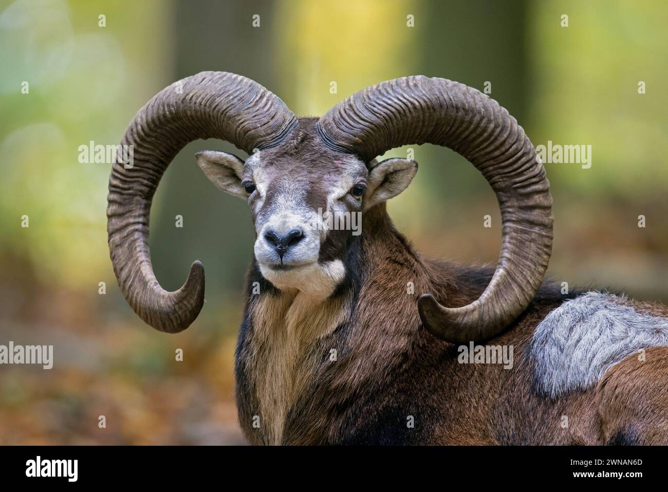 Mouflon européen (Ovis aries musimon / Ovis gmelini musimon), gros plan de bélier / mâle avec de grosses cornes en forêt pendant l'ornière en automne / automne Banque D'Images Mouflon européen (Ovis aries musimon / Ovis gmelini musimon), gros plan de bélier / mâle avec de grosses cornes en forêt pendant l'ornière en automne / automne Banque D'Images