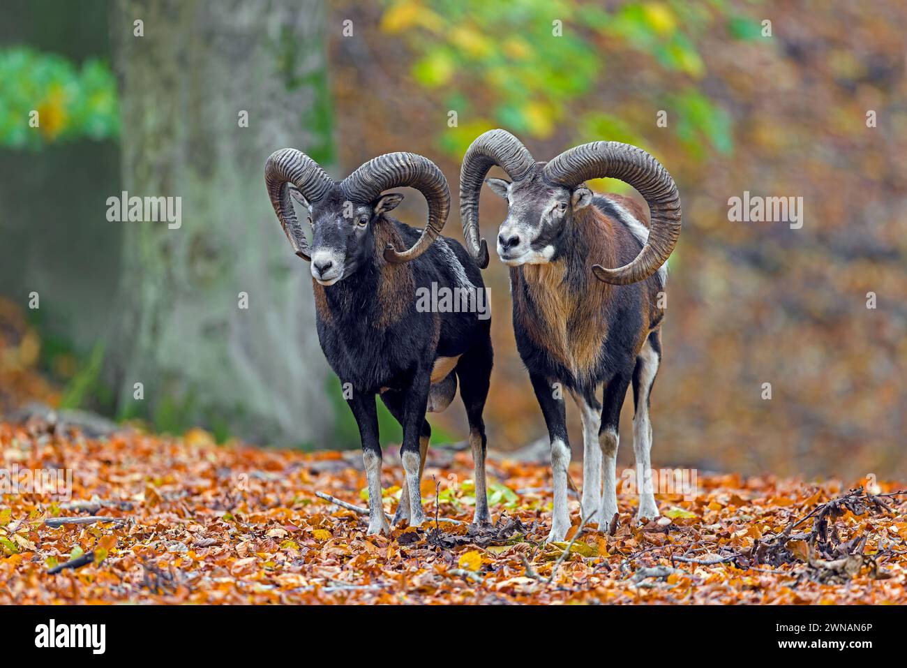 Mouflons d'Europe (Ovis aries musimon / Ovis gmelini musimon / Ovis ammon) deux béliers / mâles dans la forêt de hêtres pendant l'ornière en automne / automne Banque D'Images