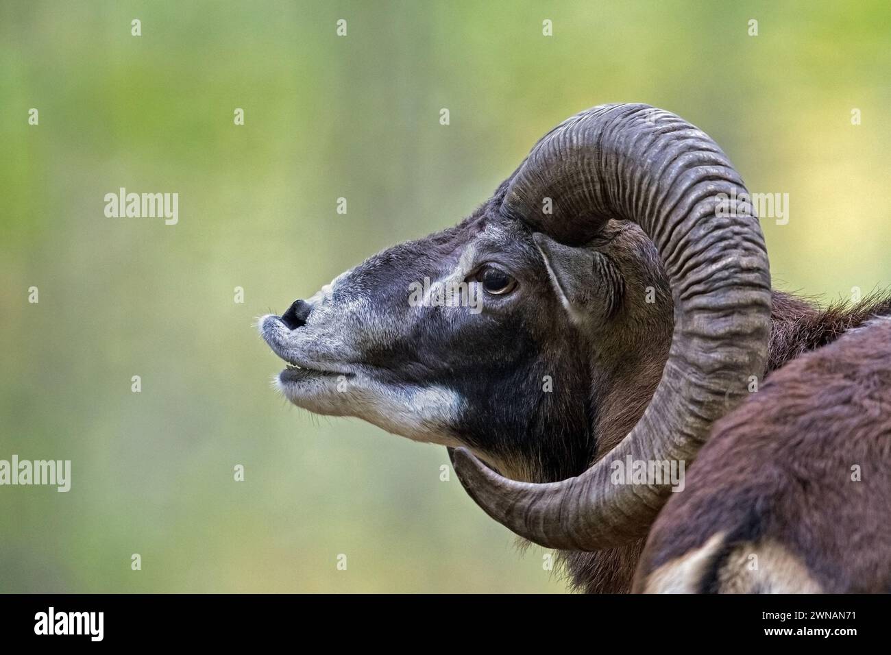 Mouflon européen (Ovis aries musimon), portrait rapproché de bélier / mâle avec de grandes cornes exécutant la réponse flehmen en forêt pendant l'ornière en automne Banque D'Images Mouflon européen (Ovis aries musimon), portrait rapproché de bélier / mâle avec de grandes cornes exécutant la réponse flehmen en forêt pendant l'ornière en automne Banque D'Images
