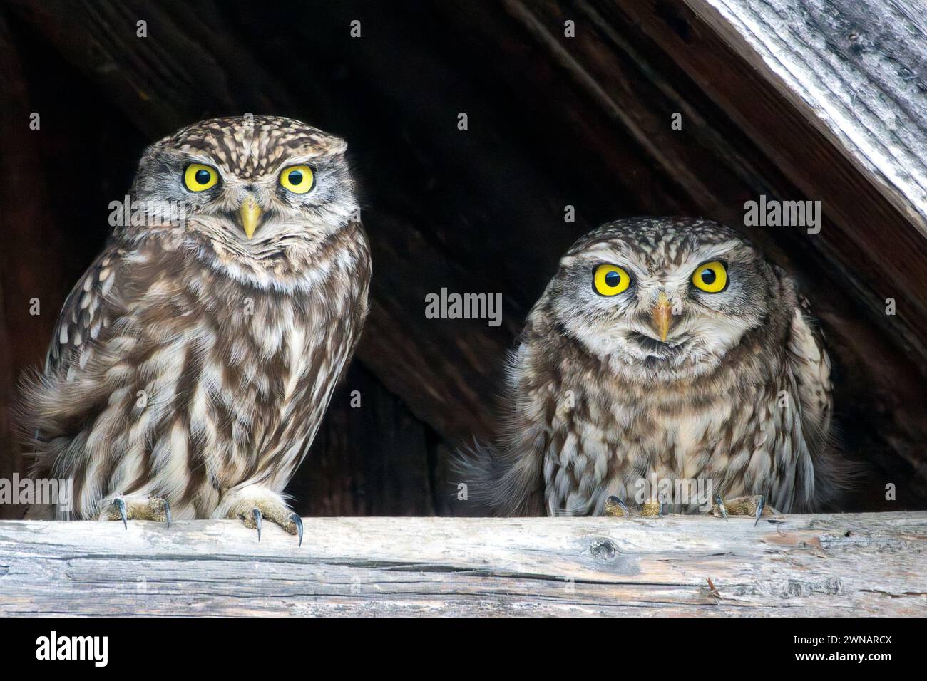Couple mignon de petits hiboux (Athene noctua) Banque D'Images