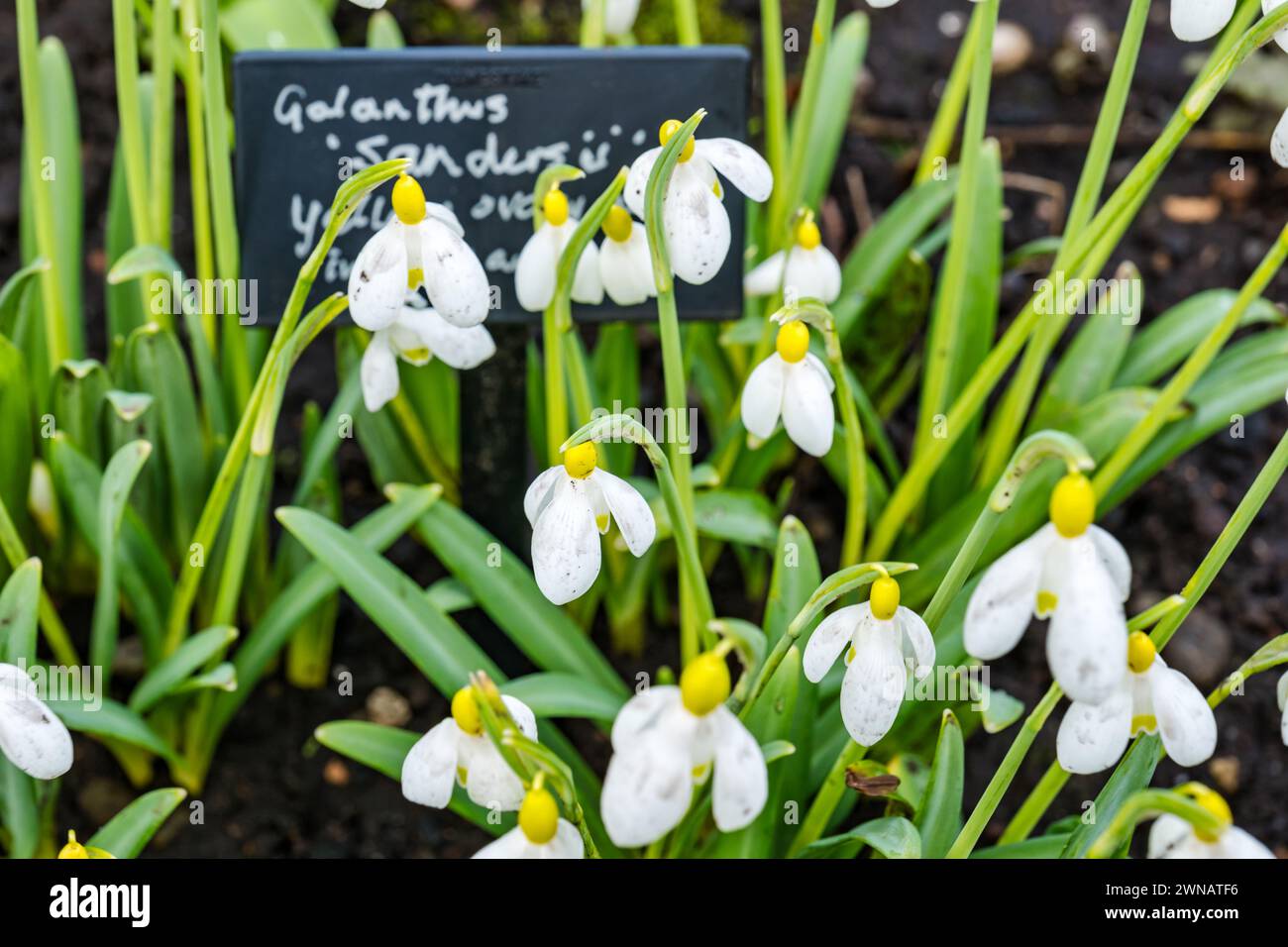 Étiquette de variété Snowdrops, (Galanthus nivalis Sandersii), Écosse, Royaume-Uni Banque D'Images