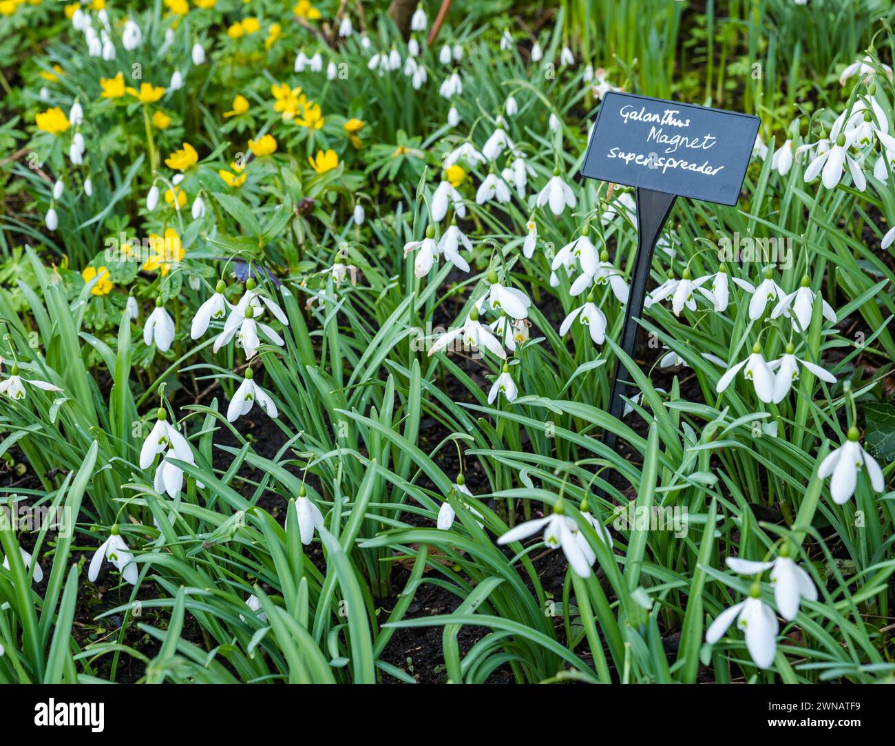 Étiquette de variété Snowdrops (Galanthus Magnet super spreader), Écosse, Royaume-Uni Banque D'Images