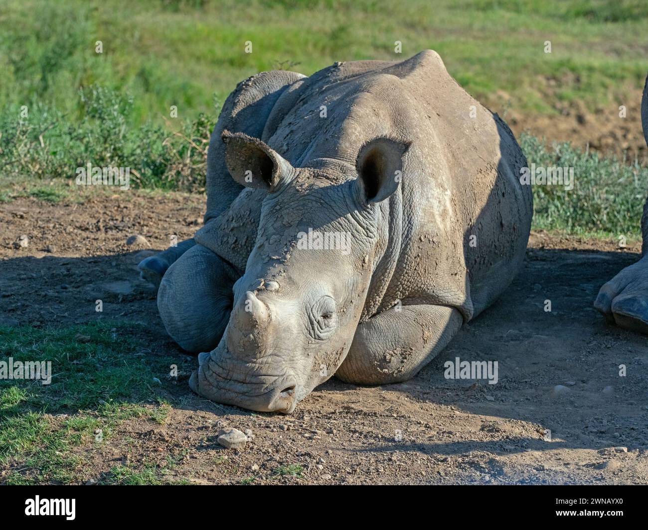 Rhinocéros blanc Ceratotherium simim Cape Region Afrique du Sud Banque D'Images