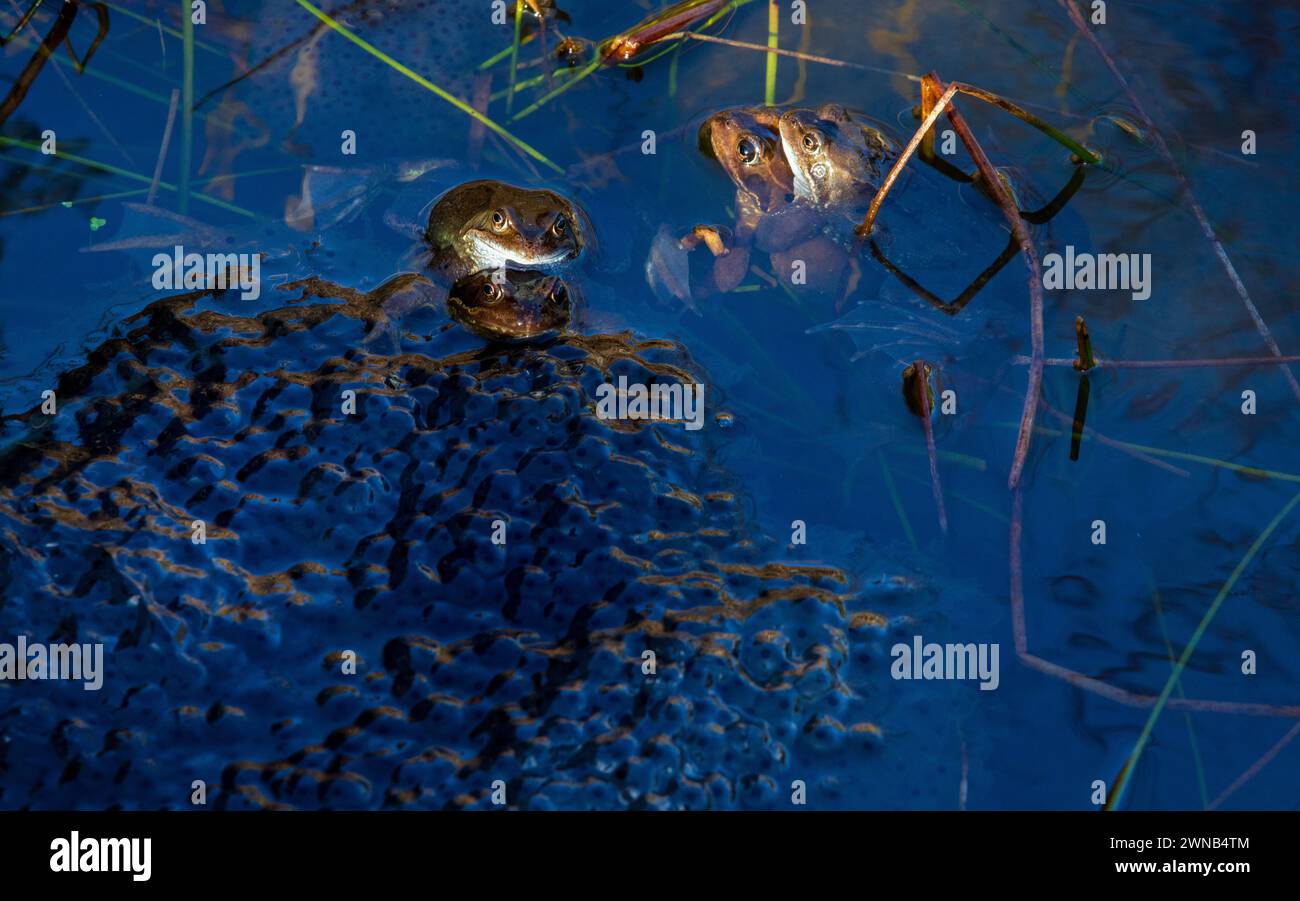 La grenouille commune pendant la saison de reproduction, les mâles et les femelles frayent dans un étang Banque D'Images