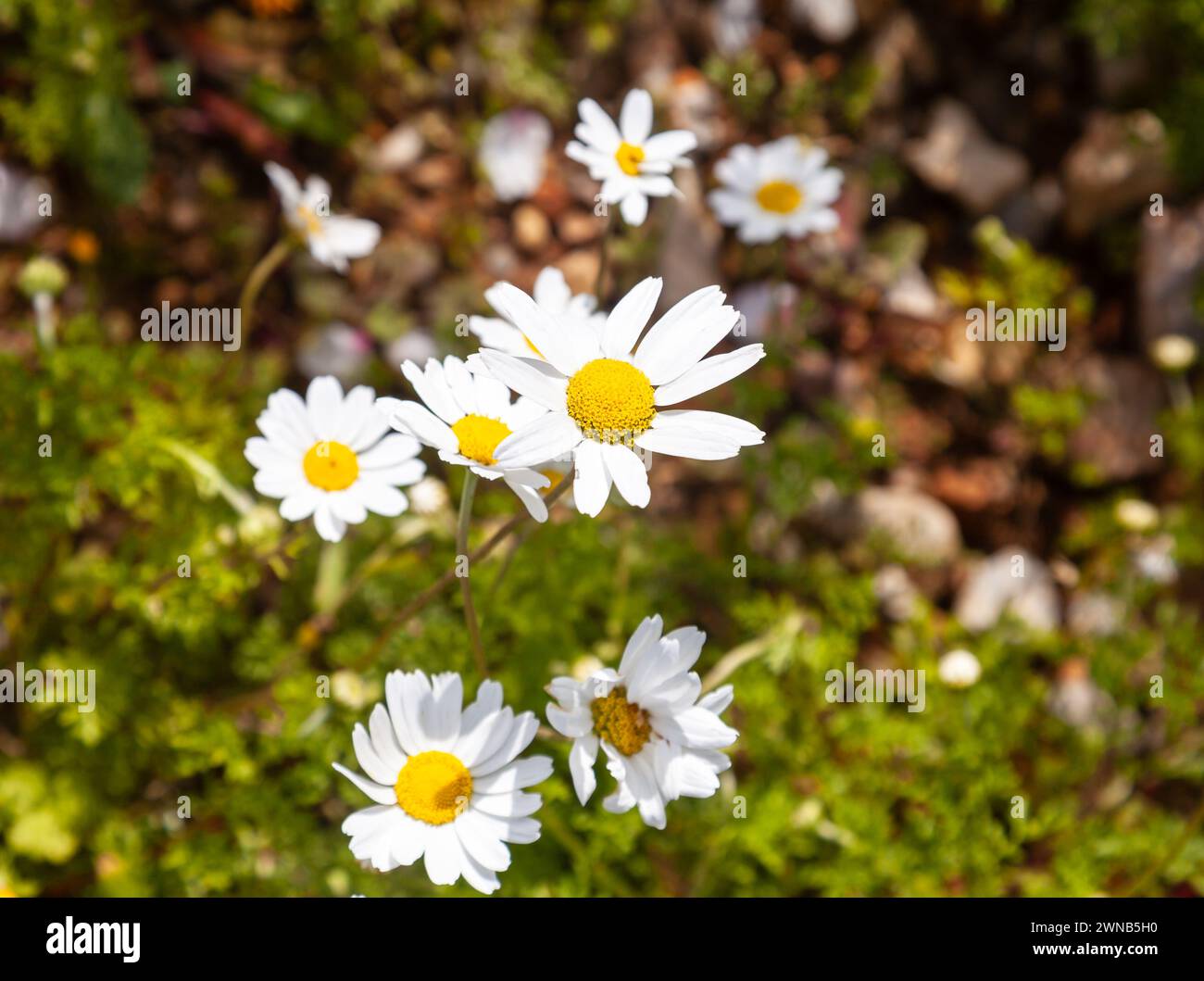 Gros plan de marguerites cultivées dans la nature. Banque D'Images