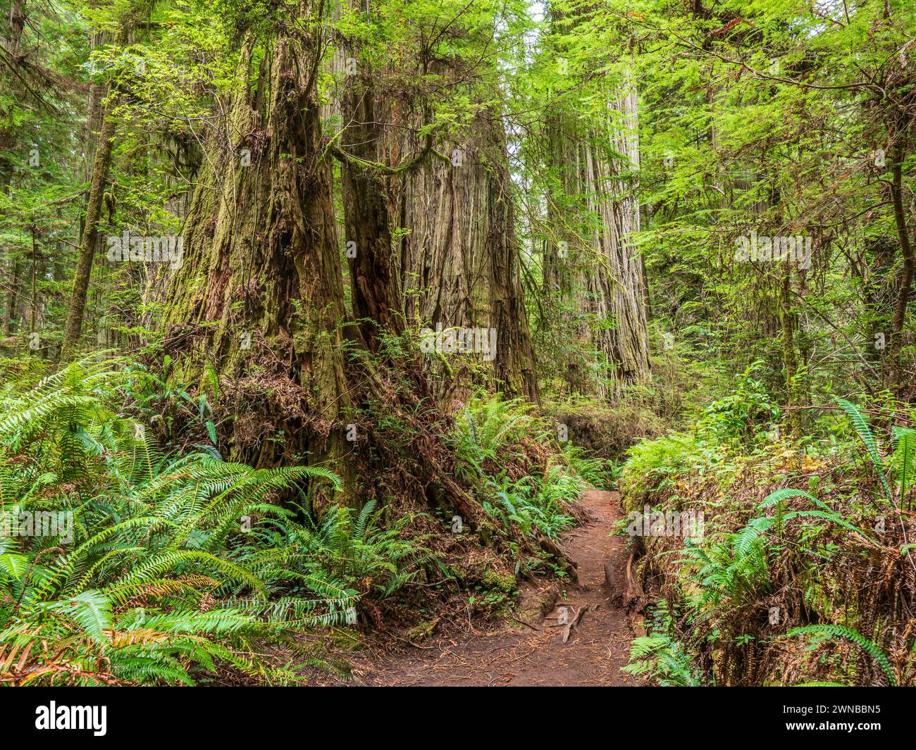 Séquoias du sentier de scout de garçon, parc national Jedediah Smith Redwoods, parc national de Redwood près de Crescent City, Californie. Banque D'Images