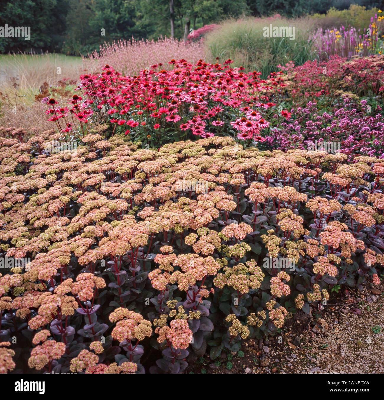 Bordure de jardin profonde avec Sedum 'Matrona' en fleur, Echinacea purpurea Rubinstern (coneflowers violets) avec Origanum et herbes au-delà, Angleterre, Royaume-Uni Banque D'Images