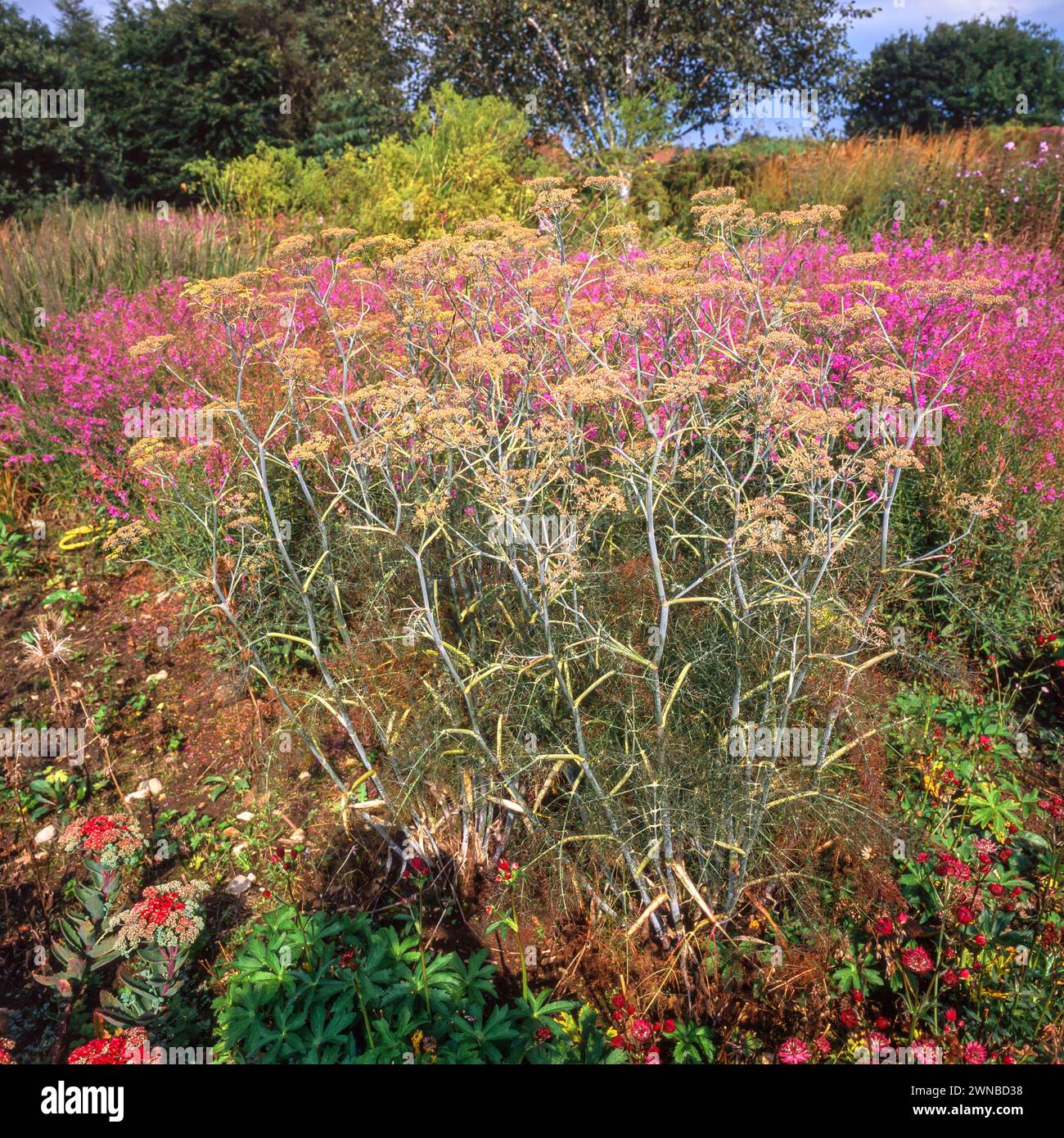 Bordure de jardin avec Foeniculum vulgare (fenouil commun) au premier plan et Lythrum virgatum (loosestrife de baguette) fleurs derrière, août, Angleterre, Royaume-Uni Banque D'Images