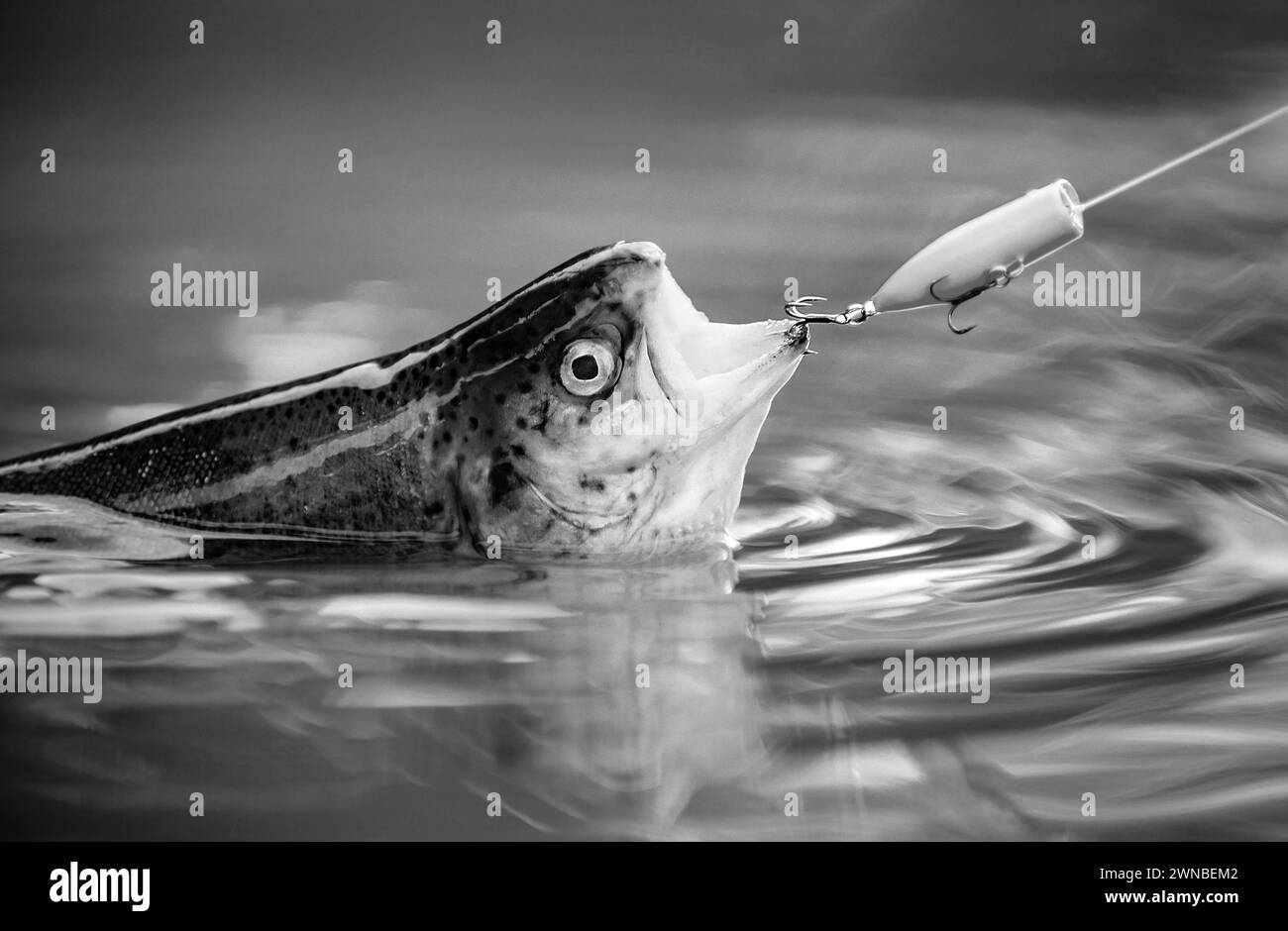 Truite sur un hameçon. Pêche en rivière. Tige de mouche et moulinet avec une truite brune d'un ruisseau. Pêche. Banque D'Images